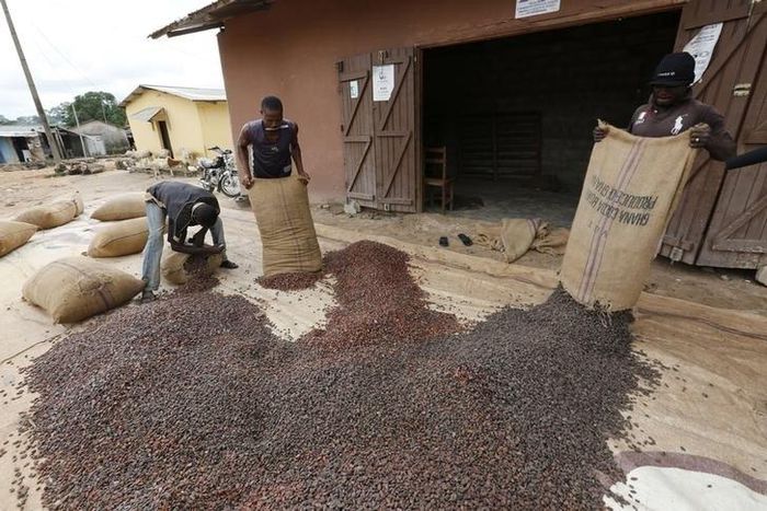 Men pour out cocoa beans to dry in Niable, at the border between Ivory Coast and Ghana in a file photo. REUTERS/Thierry Gouegnon