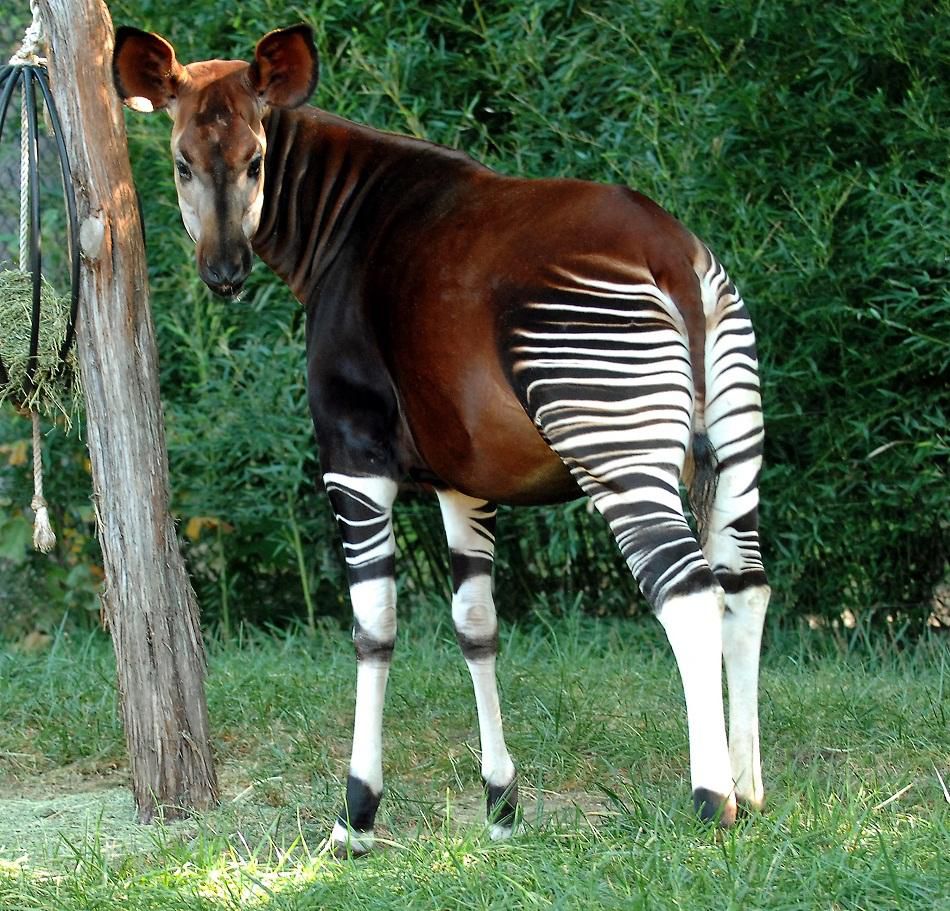 Okapi-Images animal spot