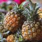 How to properly eat a pineapple [Latestly]