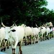 A Fulani man with his herd of cattle.