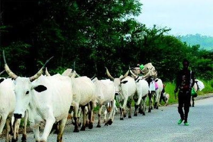 A Fulani man with his herd of cattle.
