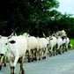 A Fulani man with his herd of cattle.