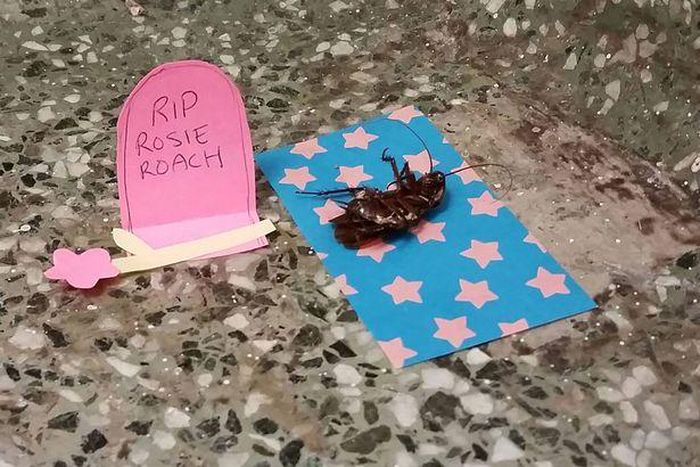 Cockroach given elaborate burial by University students