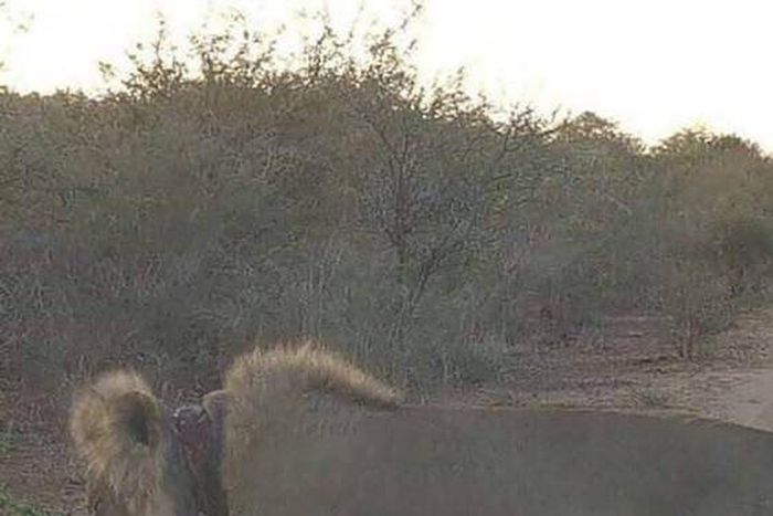 Dying Lion begging for help rescued after tourists post photos on Faceboo