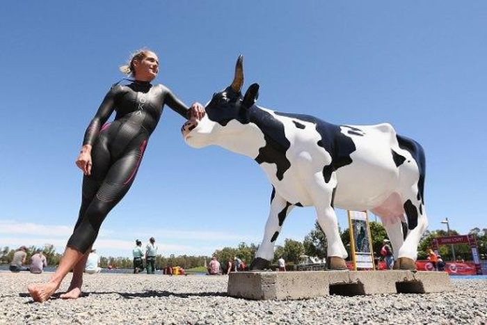 Taking selfies with cows goes viral on social media