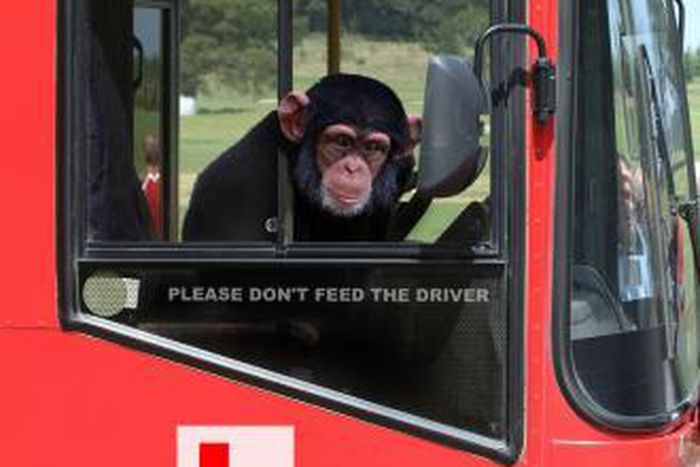 Monkey goes viral after stealing a bus while its driver was asleep
