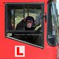 Monkey goes viral after stealing a bus while its driver was asleep