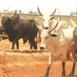 A Mobile Court in Minna‎ fined owners of wandering animals N79, 000 to get them back from the Niger State Environment Protection Agency (NISEPA).