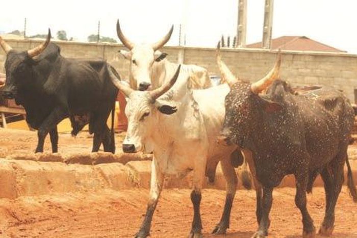 A Mobile Court in Minna‎ fined owners of wandering animals N79, 000 to get them back from the Niger State Environment Protection Agency (NISEPA).
