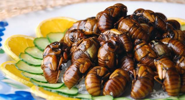 beef larva