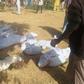 Boko Haram kills 20 members of a family.