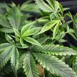 Purified marijuana compound may reduce stubborn epileptic seizures