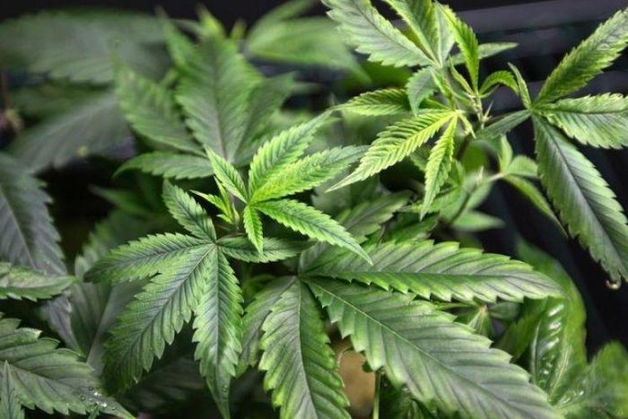 Purified marijuana compound may reduce stubborn epileptic seizures