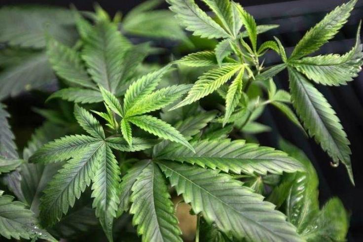 Purified marijuana compound may reduce stubborn epileptic seizures