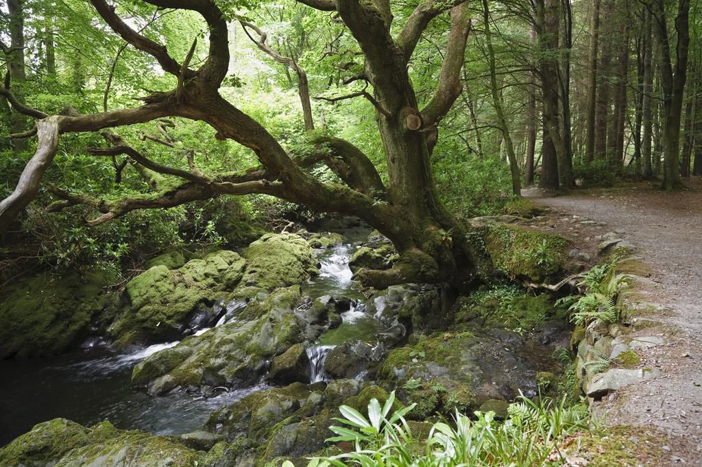 tollymore forest park getty