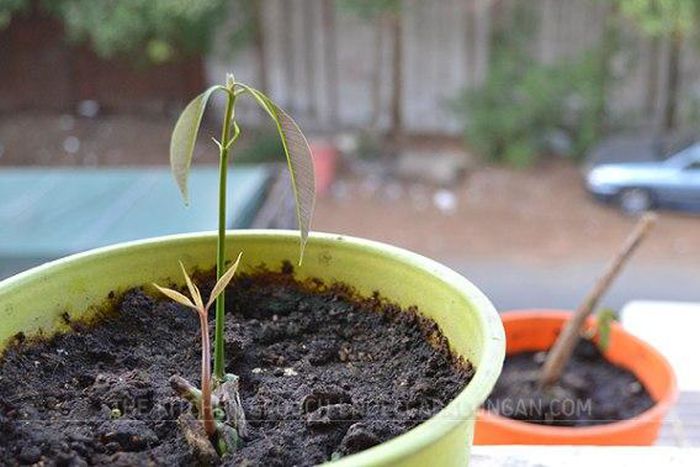 ___3928420___https:______static.pulse.com.gh___webservice___escenic___binary___3928420___2015___7___1___19___mango-seedlings-568x378