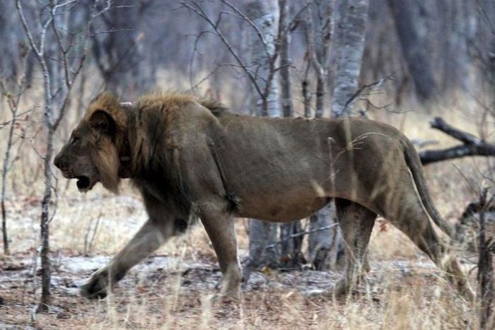 A lion wears a tracking collar as it walks inside Zimbabwe's Hwange National Park in Hwange, October 15, 2015. REUTERS/Philimon Bulawayo - RTS4L7V