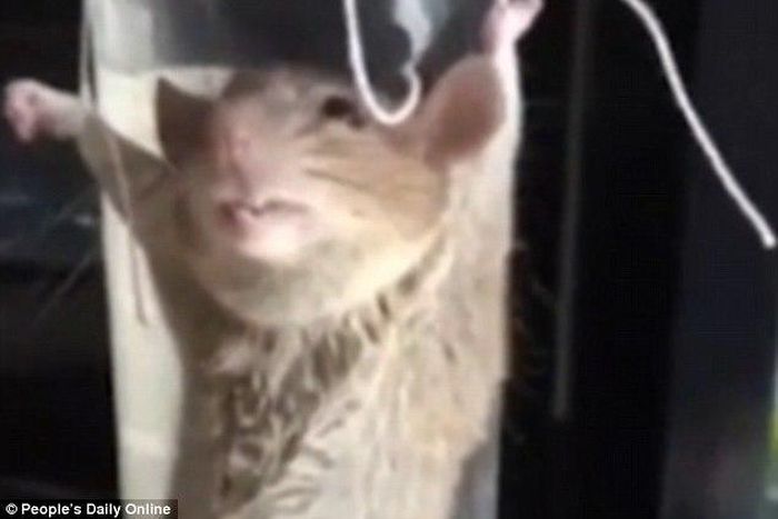 Woman interrogates and tortures mouse for stealing her banana