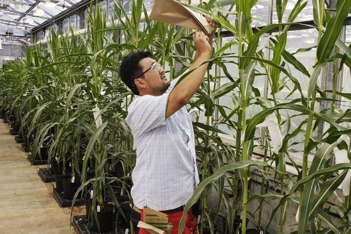 Logan Huff, Soy Plant Specialist Lead, examines corn plants in the Monsanto research facility in Chesterfield, Missouri, July 28, 2014. REUTERS/Tom Gannam