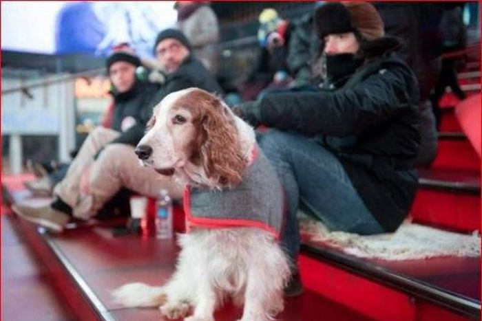 Artist organises concert just for Dogs