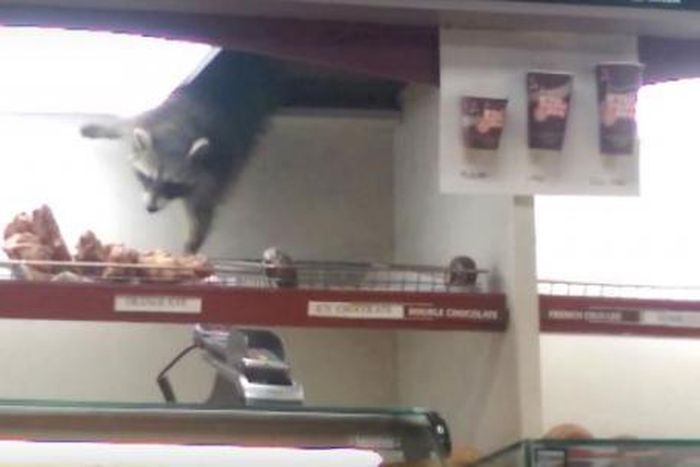 Video of wild animal trying to steal Donut from a shop goes viral
