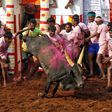 Men killed during Indian bull wrestling  [New Straits Times]