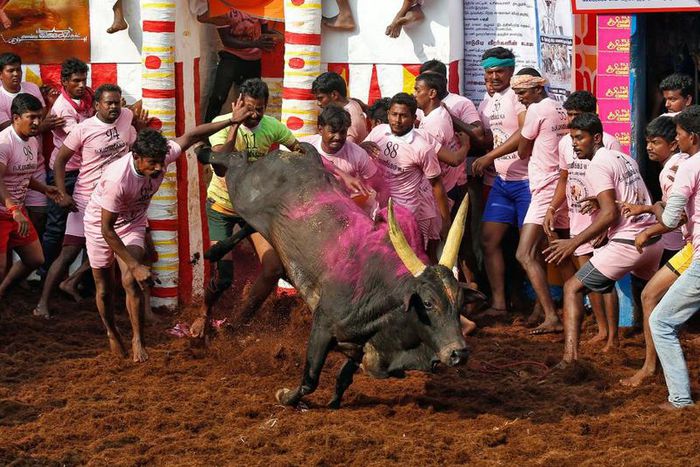 Men killed during Indian bull wrestling  [New Straits Times]