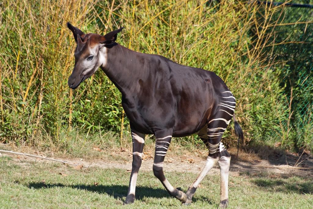 Saint-Aignan (Loir-et-Cher). Okapi wikipedia