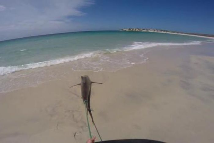 Shark gets revenge on fisherman by slapping him on the face