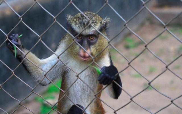 Ibadan Zoological Gardens [Jumia travel]