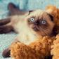 People are voting to elect a Cat for political office