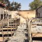 Six boys killed in dormitory blaze in Turkey
