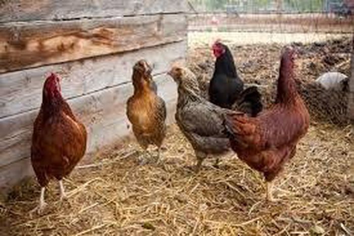 ___4498929___https:______static.pulse.com.gh___webservice___escenic___binary___4498929___2015___12___26___23___a