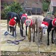 Woman goes viral after knitting cosy hats and dresses for homeless dogs