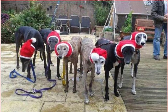 Woman goes viral after knitting cosy hats and dresses for homeless dogs
