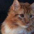 Bizarre picture of a 'Half chicken half cat' goes viral