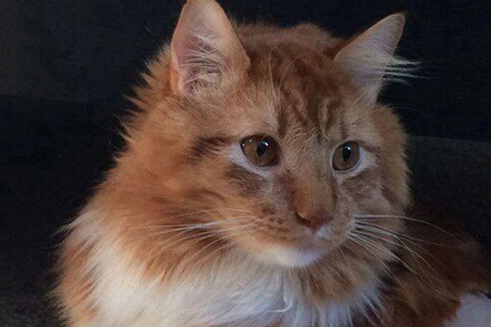 Bizarre picture of a 'Half chicken half cat' goes viral