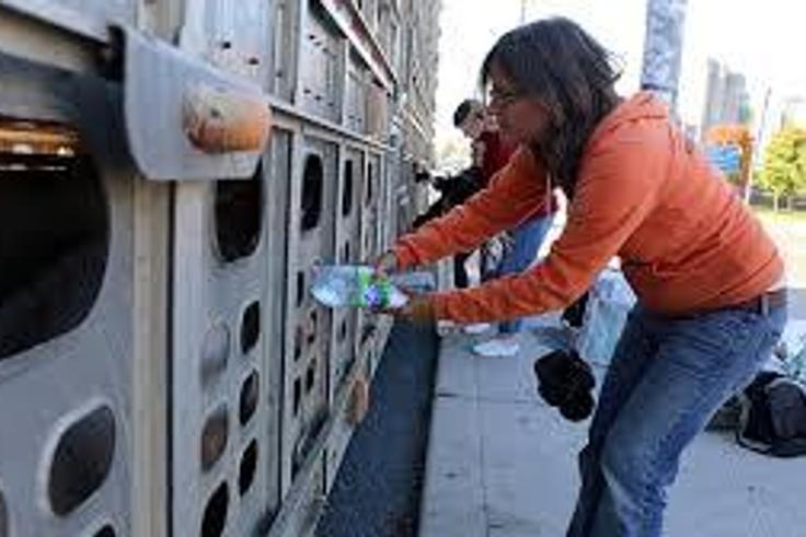 Animal right activist arrested for giving pigs water on hot day