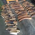 Singapore seizes shipment of elephant tusks, pangolin scales from Nigeria