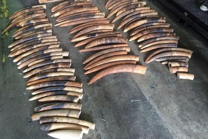 Singapore seizes shipment of elephant tusks, pangolin scales from Nigeria