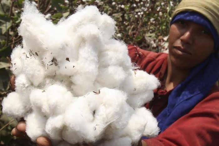 A farmer shows cotton on a farm in Qaha, about 25 km (16 miles) north of Cairo, September 22, 2011. REUTERS/Amr Abdallah Dalsh