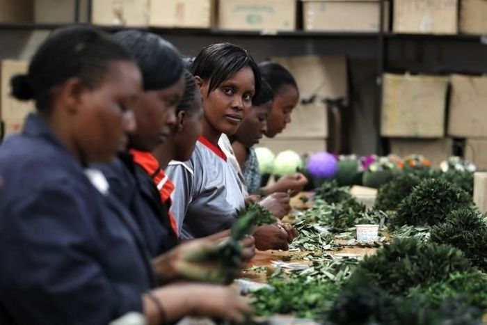 Workers prepare preserved foliage at the Vermont Flowers export processing zone (EPZ) factory in Kenya's capital Nairobi March 10, 2011. REUTERS/Thomas Mukoya