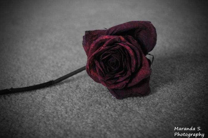___4026710___https:______static.pulse.com.gh___webservice___escenic___binary___4026710___2015___7___30___14___the_symbol_of_the_heartbreak_by_loveingoctober-d38l3x4