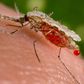 Malaria deaths drop below half a million, Africa makes progress -WHO