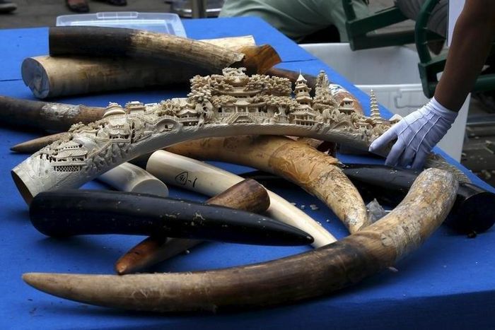A government official picks up an ivory tusk to crush it at a confiscated ivory destruction ceremony in Beijing, China, May 29, 2015. REUTERS/Kim Kyung-Hoon