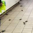 Crabs were spotted catching a train back to the coast at the Gateshead Metro Station, in the UK