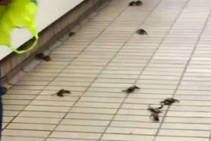 Crabs were spotted catching a train back to the coast at the Gateshead Metro Station, in the UK
