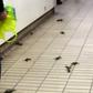 Crabs were spotted catching a train back to the coast at the Gateshead Metro Station, in the UK