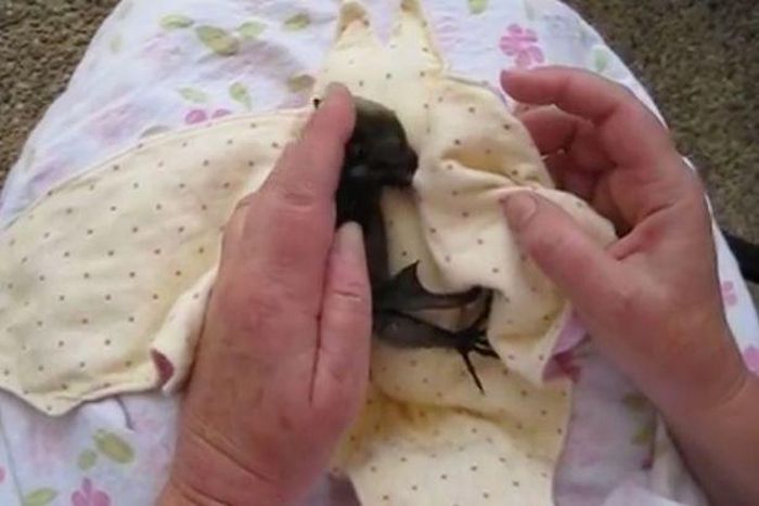 3 pictures of Oyinbo woman cuddling a Baby bat like a child