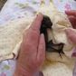 3 pictures of Oyinbo woman cuddling a Baby bat like a child